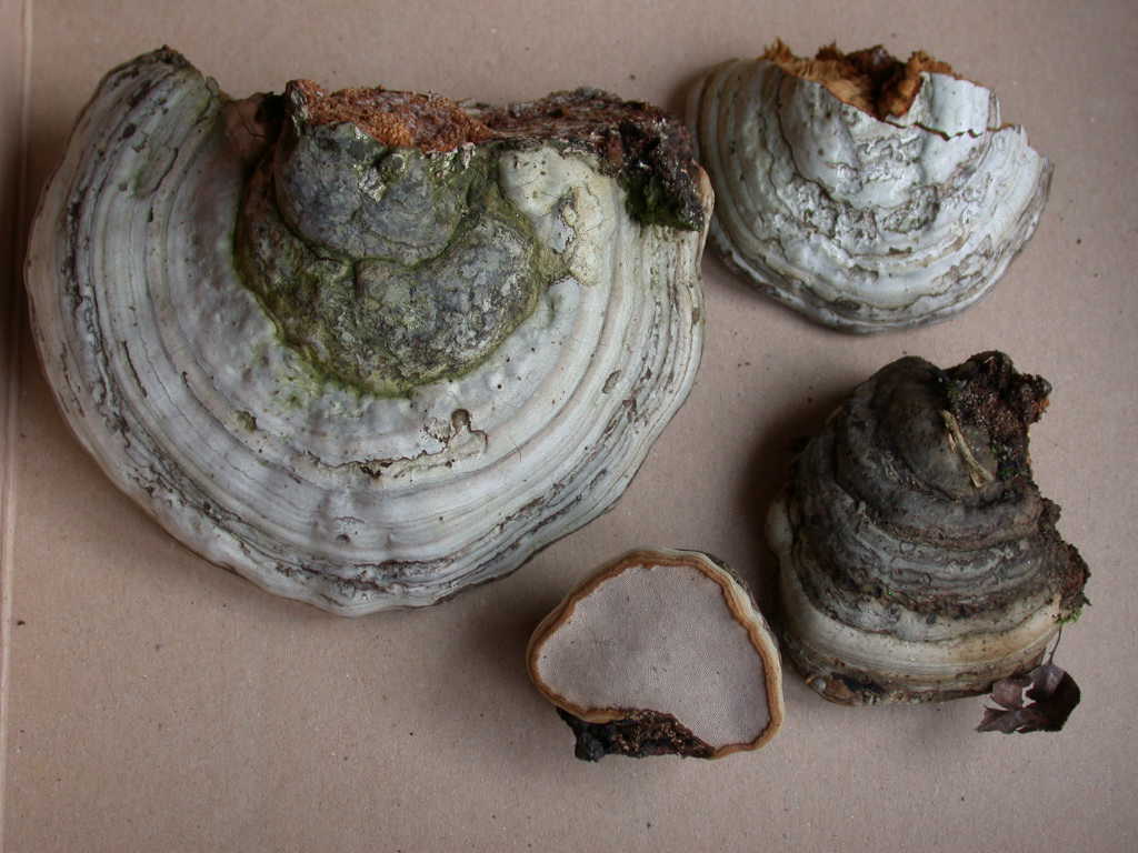 Fomes fomentarius - Sta nascendo un ...???  QUIZ